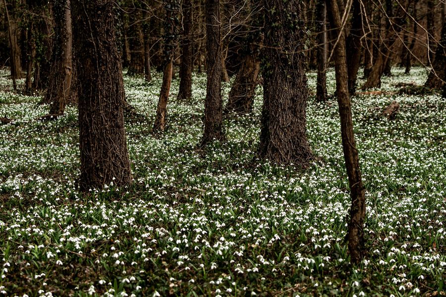 Kezdődik a mesés hóvirágünnep az Alcsúti Arborétumban