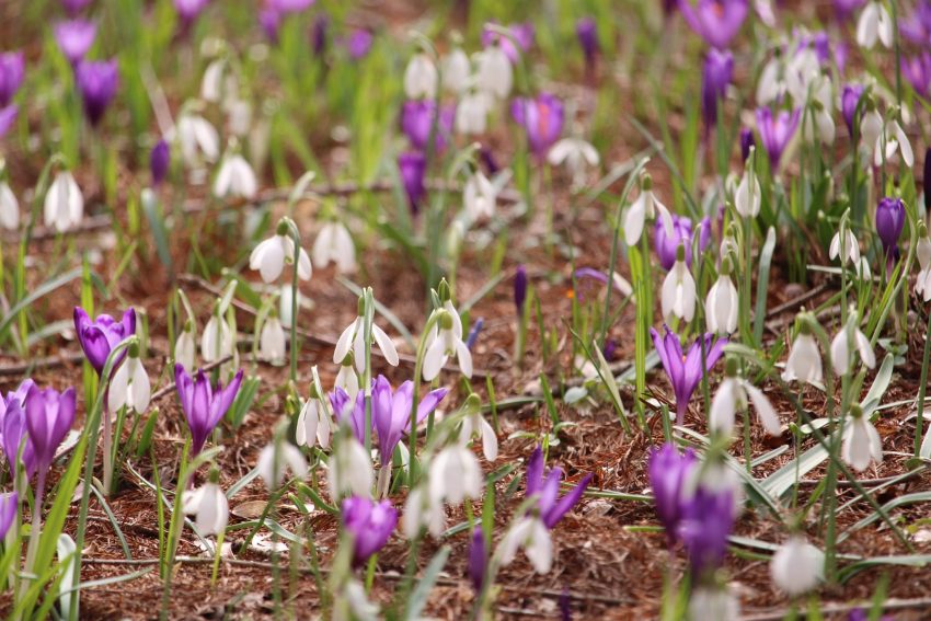Kámoni Arborétum, Szombathely