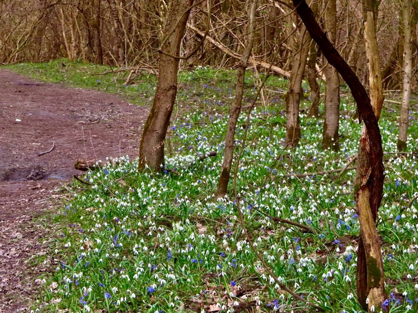 Nagy-sziget, Rácalmás