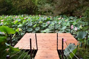 lótuszvirágzás, Nemzeti Botanikus Kert