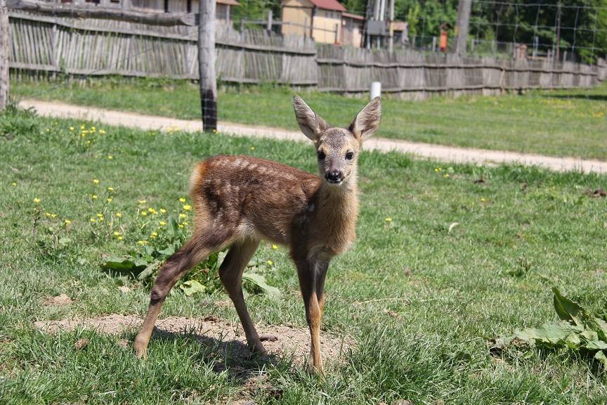 Bőszénfai Szarvasfarm
