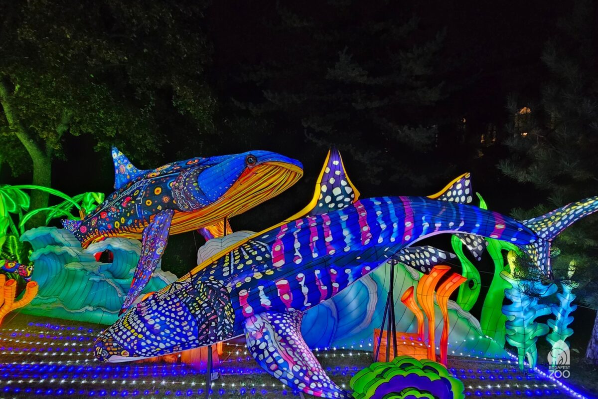 kínai újév, programok, Budapest, február