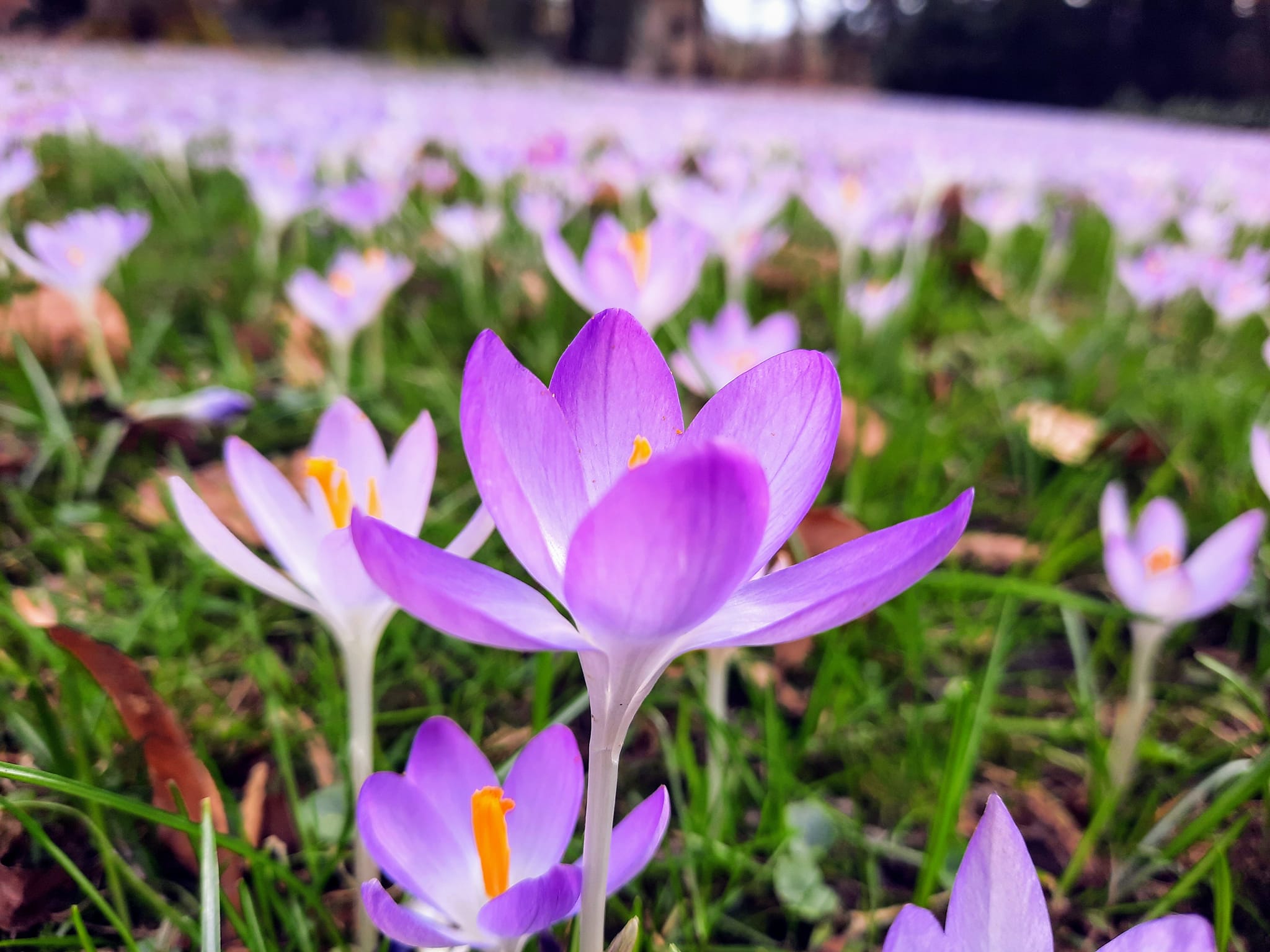 30+ mesés virágmező, ahol hóvirág-, krókusz- és tőziketengerek hirdetik a tavasz közeledtét