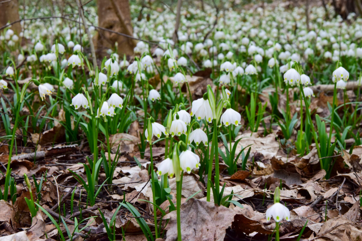 Soroksári Botanikus Kert tőzike