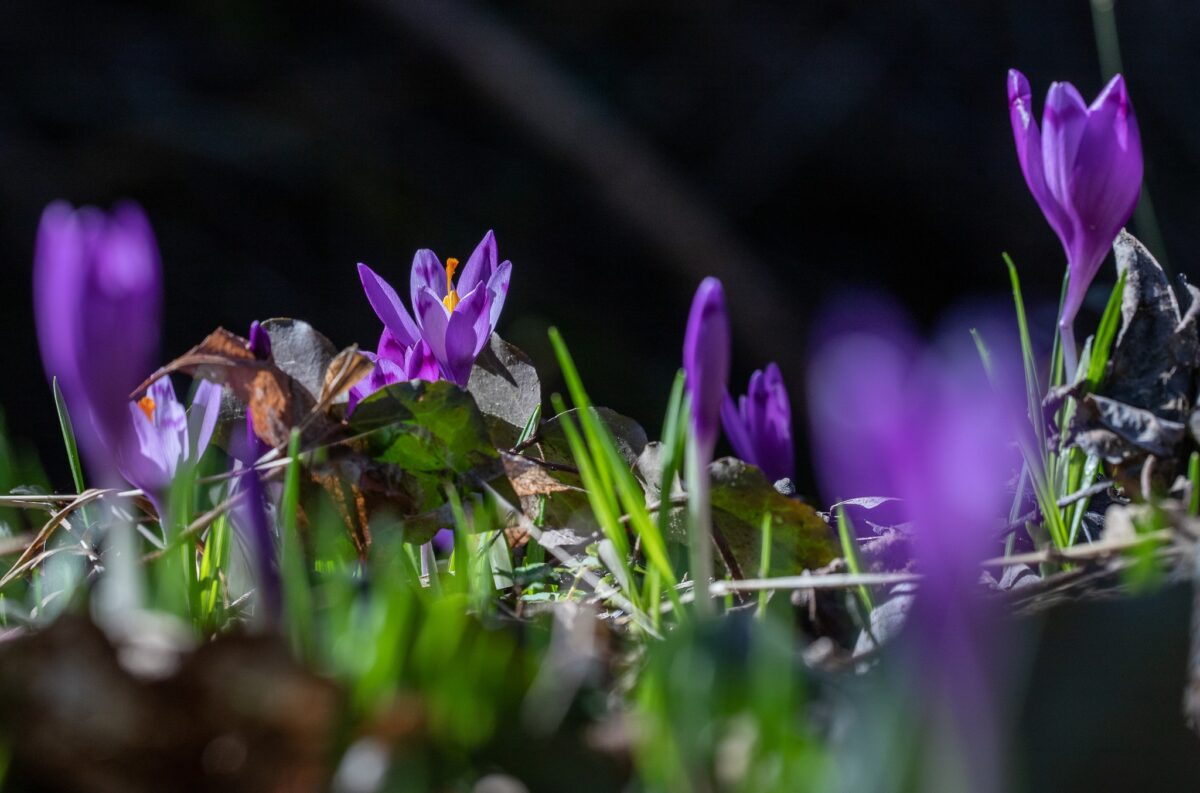 Gödöllői Arbo-park 
