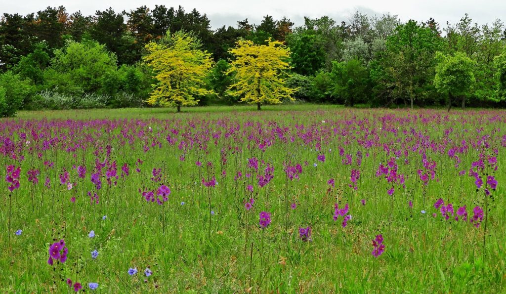 Pákozdi Pagony – Vadaspark és Arborétum 